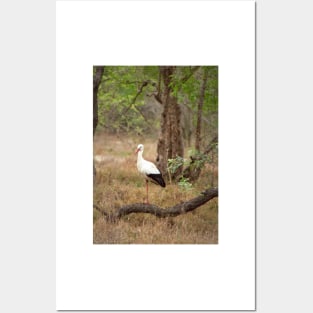 White stork Posters and Art